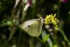 Pieris rapae